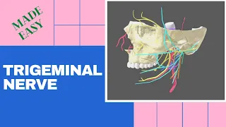 Trigeminal Nerve | cranial nerve mnemonics