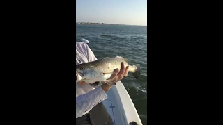 Catch/Release big speckled trout on Grand Isle, La.