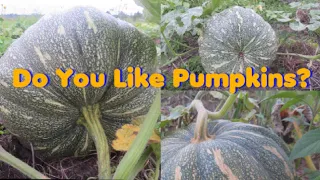 How To Easily Grow Supper Sweet And Big Pumpkins//And Make Money Too#pumpkin#farming#makemoney