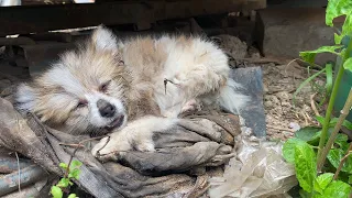 This Puppy was LEFT FOR DEAD: What Happens Next Will SHOCK YOU