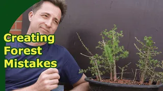 Bonsai Forest Design | Building a Larix forest from seedlings, and the mistakes to avoid.