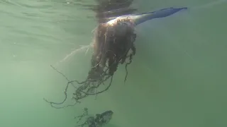 Man-of-War jellyfish