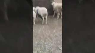 катумские овцы на Ставрополье(1)
