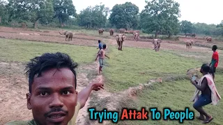 Jungle Elephants Trying Attak To People  | Pure Jungle Life #jabaramvlogs #dailyvlogs