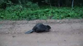 БОБРЫ  АТАКУЮТ! beaver attacks a man !