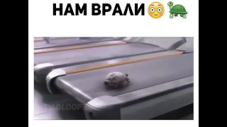 Нам врали черепаха умеет бегать!