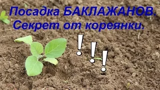 Посадка баклажанов. Секрет урожая от кореянки. Часть I.