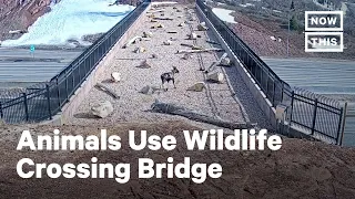 Animals Use Special Bridge to Cross Busy Highway | NowThis