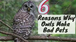 6 Reasons Why Owls Make Bad Pets