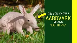 Aardvark Amazing fun facts for kids  Animal Daiet Apperearance  Toungue or is dangerous