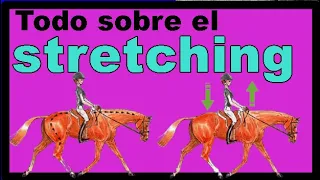 STRETCHING para caballos, como se ENSEÑA estiramientos para caballos, BENEFICIOS para los equinos