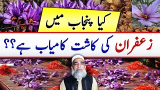 Feasibility of Saffron cultivation in Punjab || Crop Reformer