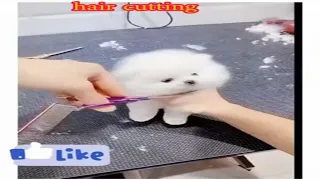 Dog Pet Puppy Pomeranian Grooming Teddy bear style - How to Cut a Dog's Hair? #shorts