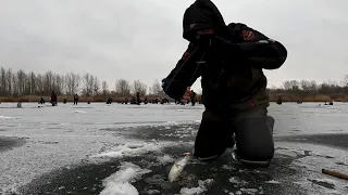 Такого точно не ожидали! Бешеный клев судака. Зимняя рыбалка на Дону. Ловля на мормышку и балансир.