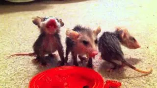 Baby Possums