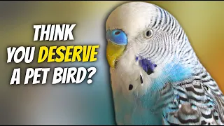 4 Signs You're a BAD Bird Owner