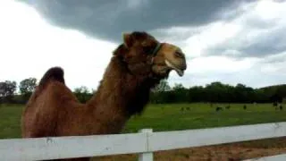 Camel making noises?