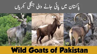 Wild Goats of Pakistan | Markhor - Himalayan Ibex - Sindh Ibex | Wildlife of Pakistan