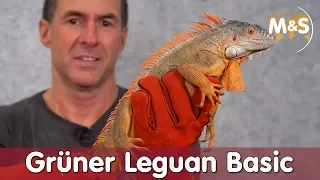 Grüner Leguan Basic | Iguana iguana | Reptil TV