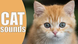 REALISTIC CAT SOUNDS | CAT MEOWING - FOR KIDS, CHILDREN, KINDERGARTEN, PRESCHOOLERS