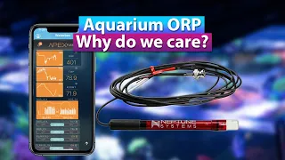 Aquarium ORP - What is it and why do we care?