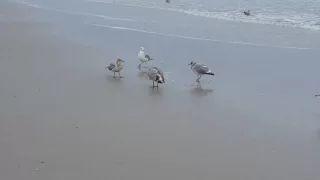 Seagulls eating a crab