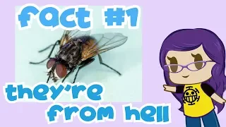 Craptacular Facts About Flies