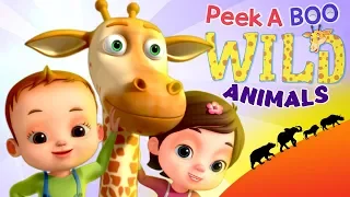 Peek A Boo Song - Learn Wild Animals | Videogyan 3D Rhymes | Kids Songs & Videos For Babies