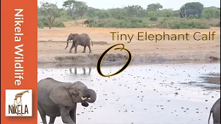 Did the herd reject this baby elephant?