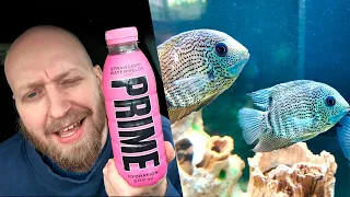 Smager Prime af akvarievand? (Fiskevlog)