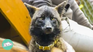 Wild Coyote Plays With People's Dogs Until A Man Gives Him New Home | Cuddle Buddies