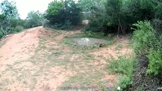 Hello, Bob.  Bobcat.  Lynx rufus