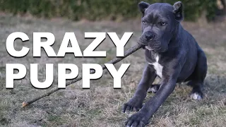 Crazy Puppy | Cane Corso