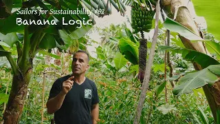 How to Grow Bananas the Logical (& Sustainable) Way! (Sailors for Sustainability #62)