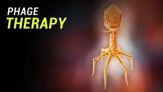 Phage Therapy: How does it work?