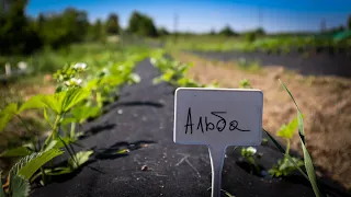 Поле 1 ГА.Як Вирощується полуниця Нідерландської селекції на Житомирщині?