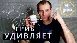 МЕСЯЦ принимал Ежовик Гребенчатый. Какие эффекты?