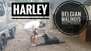 BASIC Dog Training. 11 Months Old Belgian Malinois Jetblack