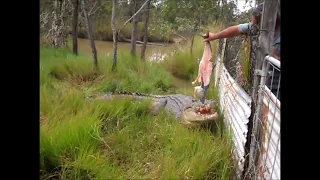 Barefoot Bushman - Feeding Time At The Croc Farm - Queensland