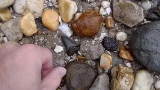 Fossil Hunting around the Chesapeake Bay Area - Fossil Bones and Shark Teeth