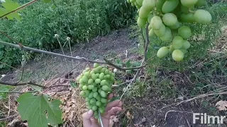 Нужно ли прореживать грозди винограда?