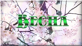 🍃Весеннее настроение . Распускающиеся цветы. Весенний позитив.