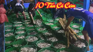 Lưới rút đêm xăm tủ║8 nhát lưới trong 1 đêm thu hoạch 10 tấn cá cơm - Dân Biển