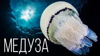 Medusa: Master of Survival | Interesting facts about jellyfish