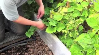 How to Harvest Cucumbers