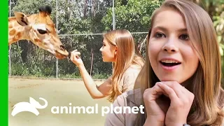 Bindi Meets Australia Zoo's Newest Baby Giraffe! | Crikey! It's The Irwins