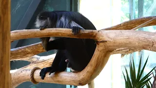 Affenpocken Österreich? Zoo Schönbrunn Weißgesichtssaki. Virus Corona Covid Impfung hilft Tiergarten