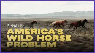 In Real Life: America’s Wild Horse Problem