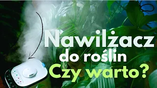 Suche powietrze? Rośliny umierają? Testujemy nawilżacz powietrza Levoit 💪🌱🪴