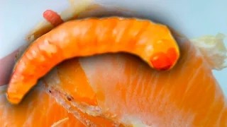 Живой ЧЕРВЯК в Апельсине((((!!! Купил фрукты в Магните.Live WORM found in an Orange((((!!! Buy fruit